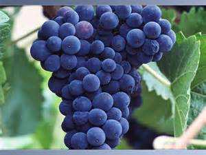 Let's Not Give God Stinky Grapes 10 5 14 Let’s Not Give God Stinky Grapes 10 5 14