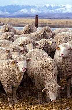 SMELLING LIKE THE SHEEP SMELLING LIKE THE SHEEP