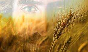Wheat of Peace or Weeds of Destruction HIGHLIGHTS OF MASS &HOMILY16th Sunday Wheat of Peace or Weeds of Destruction HIGHLIGHTS OF MASS &HOMILY16th Sunday